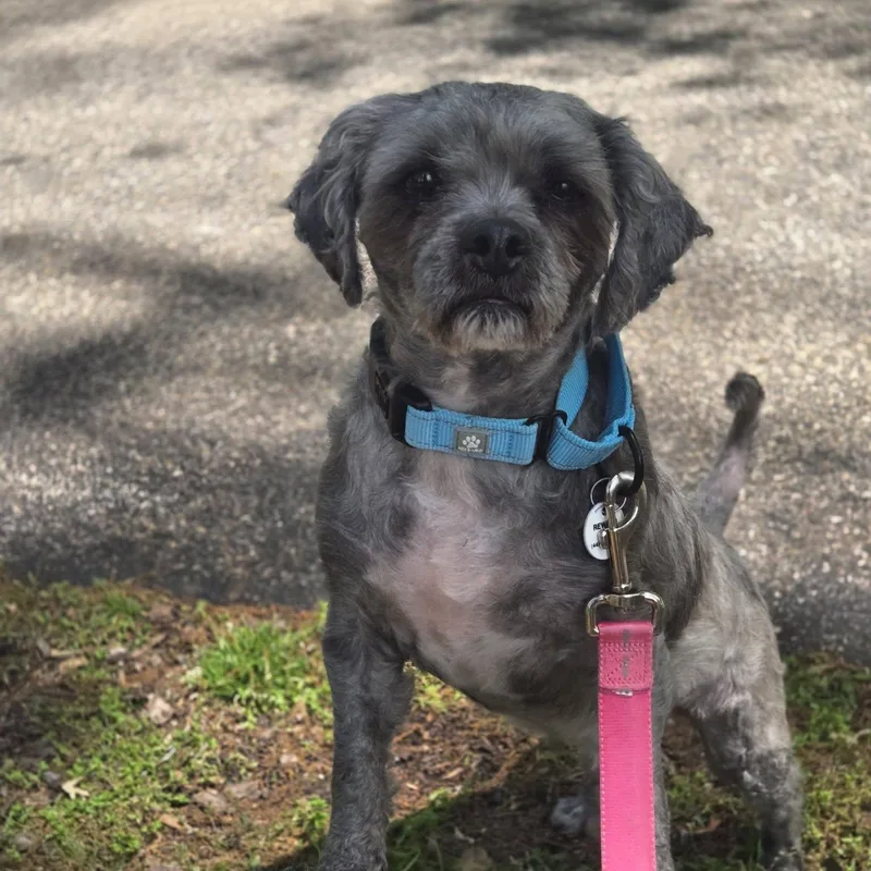 A senior small-sized male Miniature Poodle dog named Gizmo for adoption in Severn, MD
