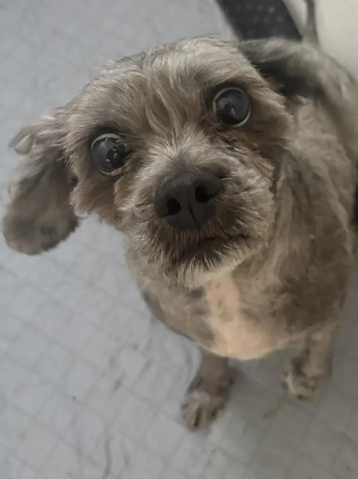 Gizmo thumbnail 2