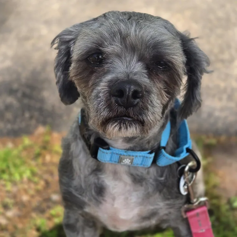 Gizmo thumbnail 3
