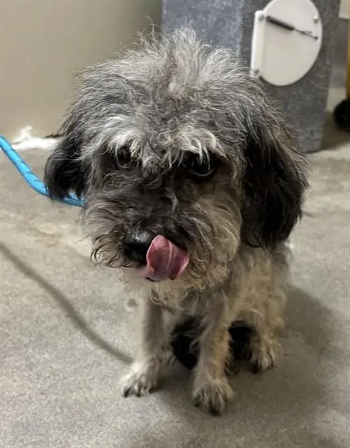 An adult small-sized female Poodle dog named Harlow for adoption in Upper Marlboro, MD
