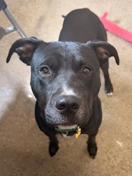 A young medium-sized male Black Pit Bull Terrier dog named Smolder for adoption in Cleveland, OH