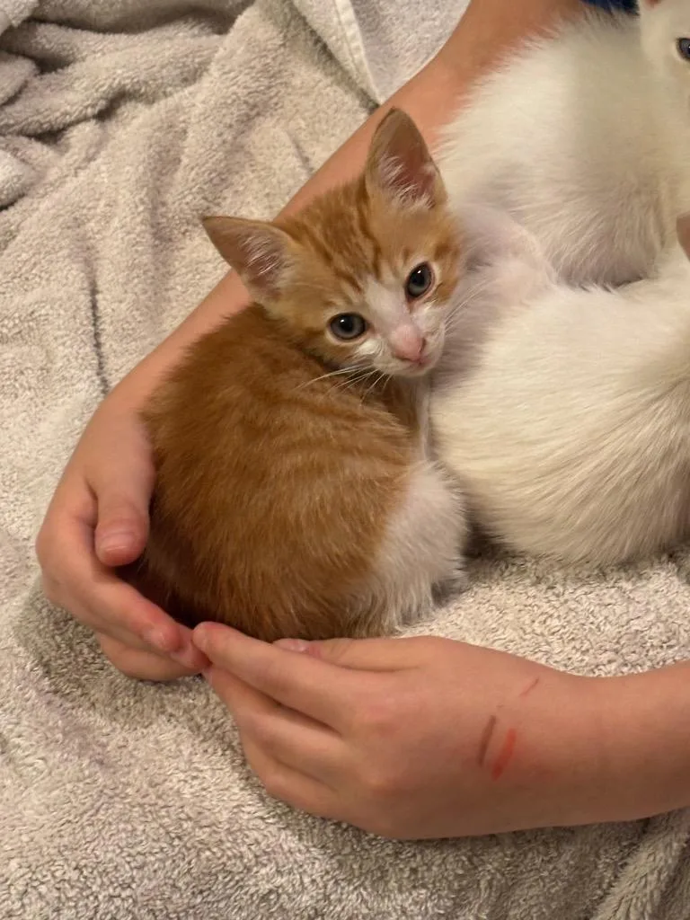A baby medium-sized male Domestic Short Hair cat named Captain Crunch for adoption in Evans, GA