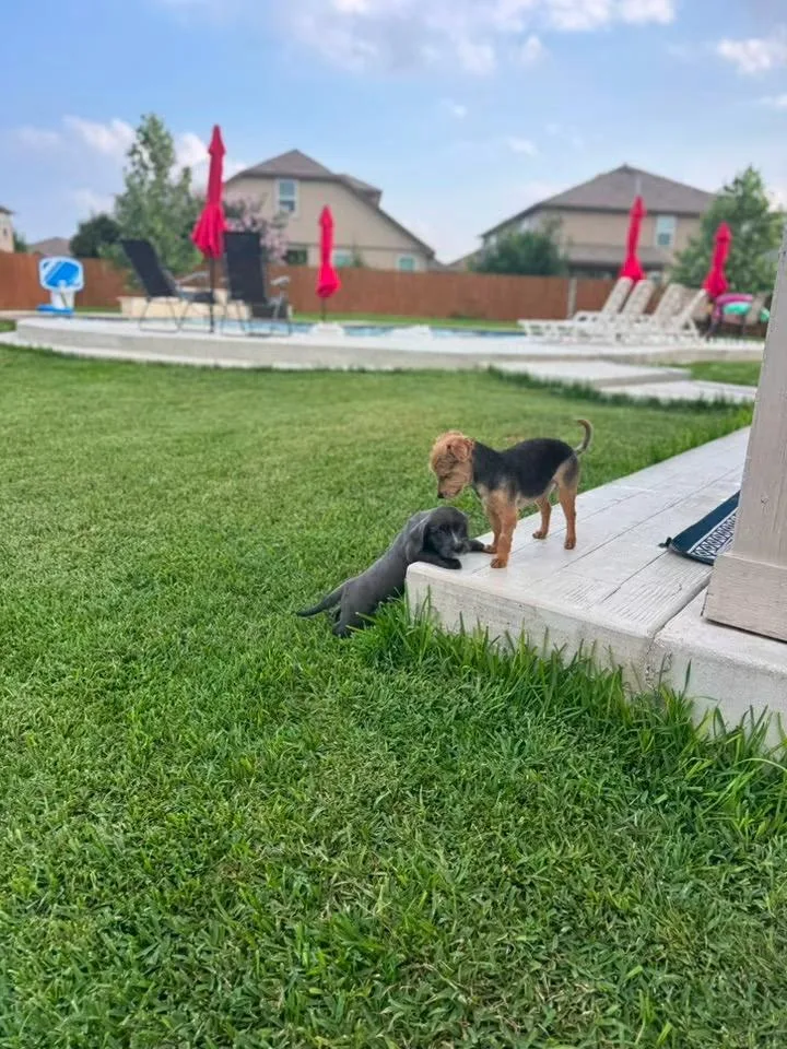 Roscoe thumbnail 5