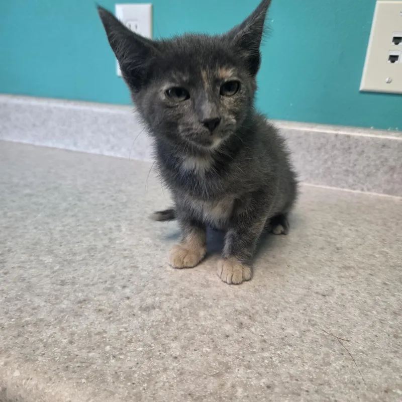 A baby small-sized female Dilute Tortoiseshell cat named Flower Pot for adoption in Brookings, SD