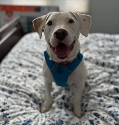 An adult medium-sized male White / Cream Labrador Retriever dog named Erwin for adoption in Palmyra, VA