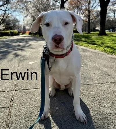 Erwin thumbnail 2
