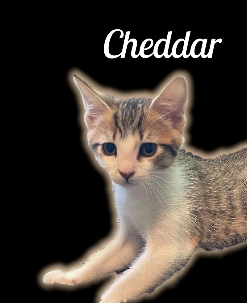 A baby small-sized male Tabby (Brown / Chocolate) Domestic Short Hair cat named Cheddar for adoption in Auburn, CA