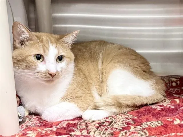 An adult medium-sized female Domestic Short Hair cat named Pixie for adoption in Ames, IA
