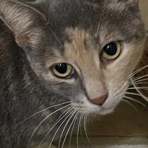 A baby medium-sized female Dilute Calico Domestic Short Hair cat named Iliana for adoption in Tampa, FL