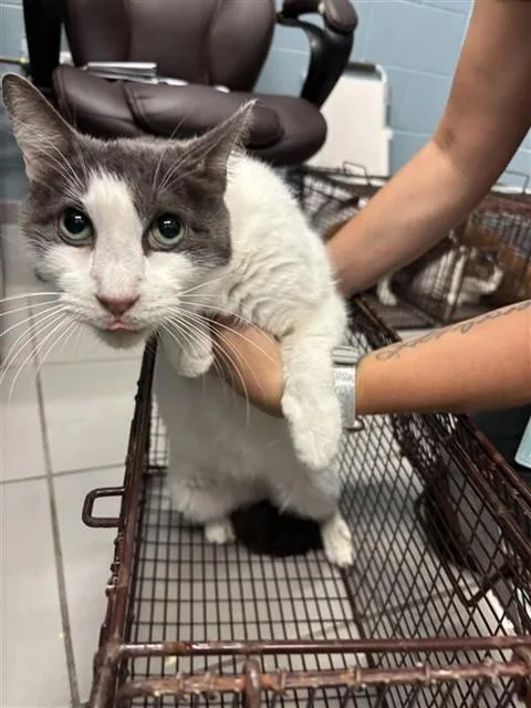 A senior medium-sized male Domestic Short Hair cat named Frankie for adoption in Corpus Christi, TX