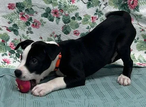 A baby large-sized male American Bulldog dog named Oh for adoption in Wetumpka, AL