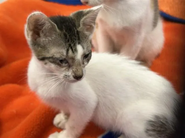A baby medium-sized female Domestic Short Hair cat named Starla for adoption in Ocala, FL