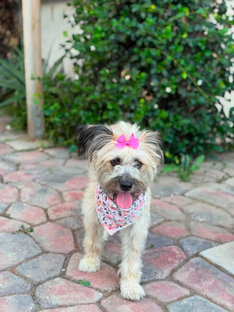 An adult small-sized female Apricot / Beige Lhasa Apso dog named Winn Dixie for adoption in Reseda, CA