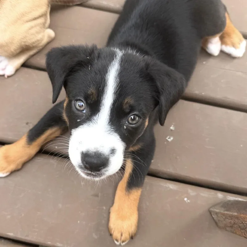 A baby small-sized male Black Mixed Breed dog named Omak for adoption in Owosso, MI