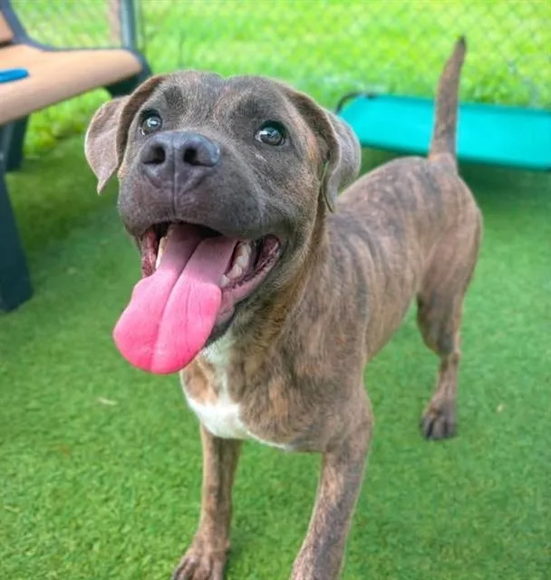 A young medium-sized male Mixed Breed dog named Bently for adoption in Columbia, SC