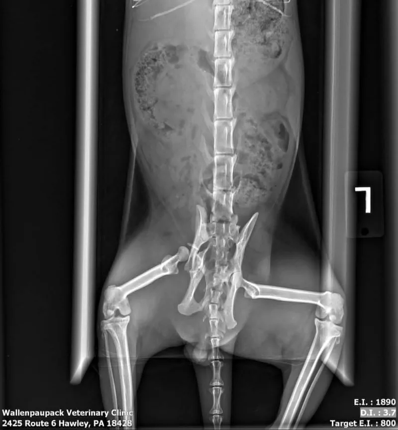 Brave Heart thumbnail 2