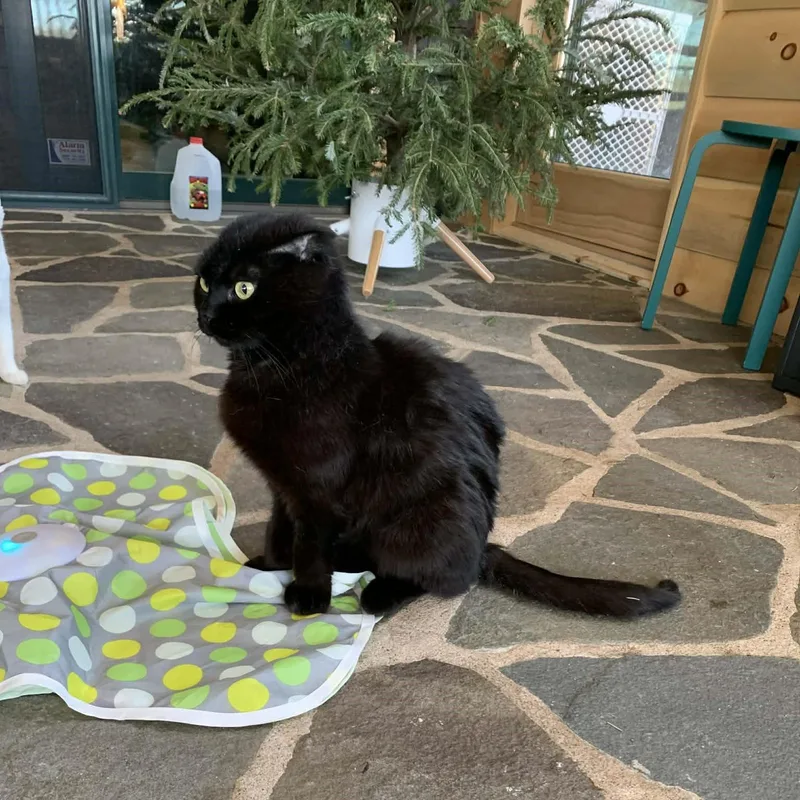 Brave Heart thumbnail 3