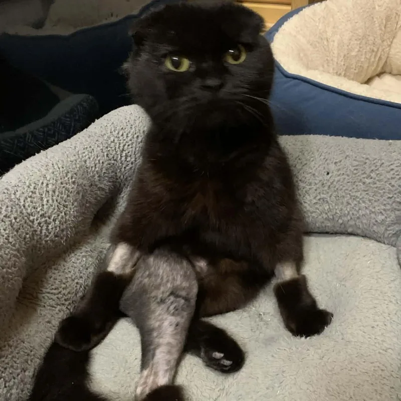 Brave Heart thumbnail 4