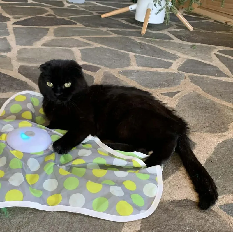 Brave Heart thumbnail 5