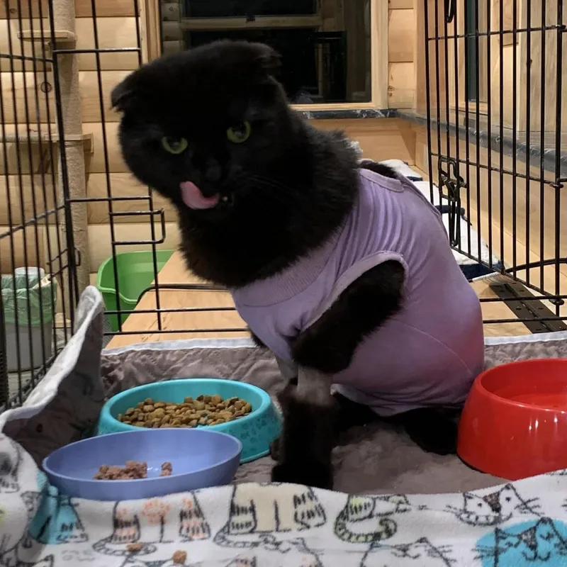 Brave Heart thumbnail 6