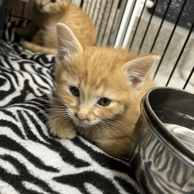 A baby small-sized male Orange / Red Domestic Medium Hair cat named Gemini for adoption in Detroit Lakes, MN