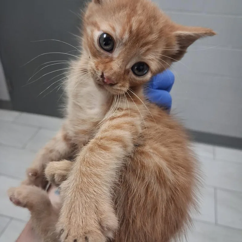 A baby small-sized male Orange / Red American Shorthair cat named Mackerel for adoption in Lufkin, TX