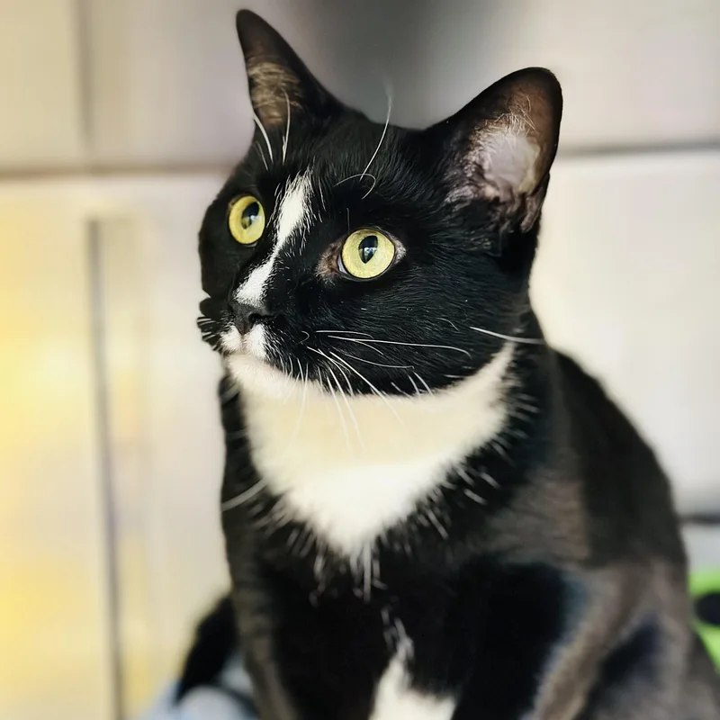 An adult medium-sized female Black & White / Tuxedo Domestic Short Hair cat named Salem for adoption in Jackson, NJ