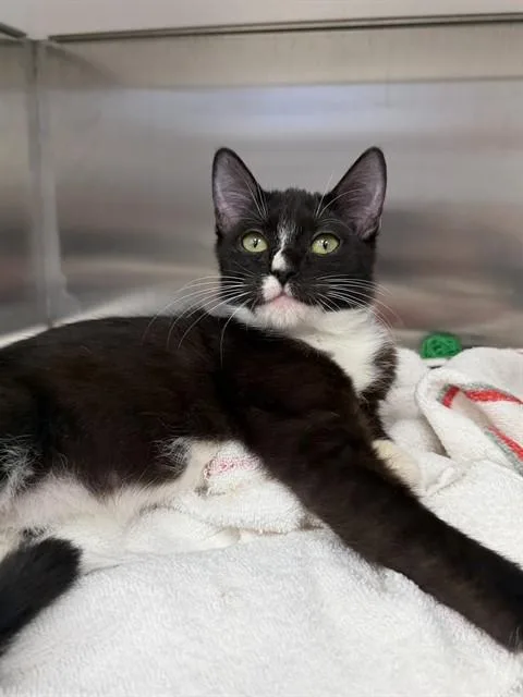 A baby small-sized female Domestic Short Hair cat named Peppa for adoption in Naples, FL