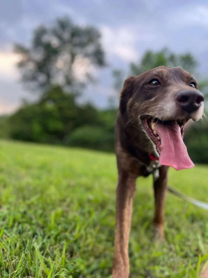 Charlie Brown thumbnail 3