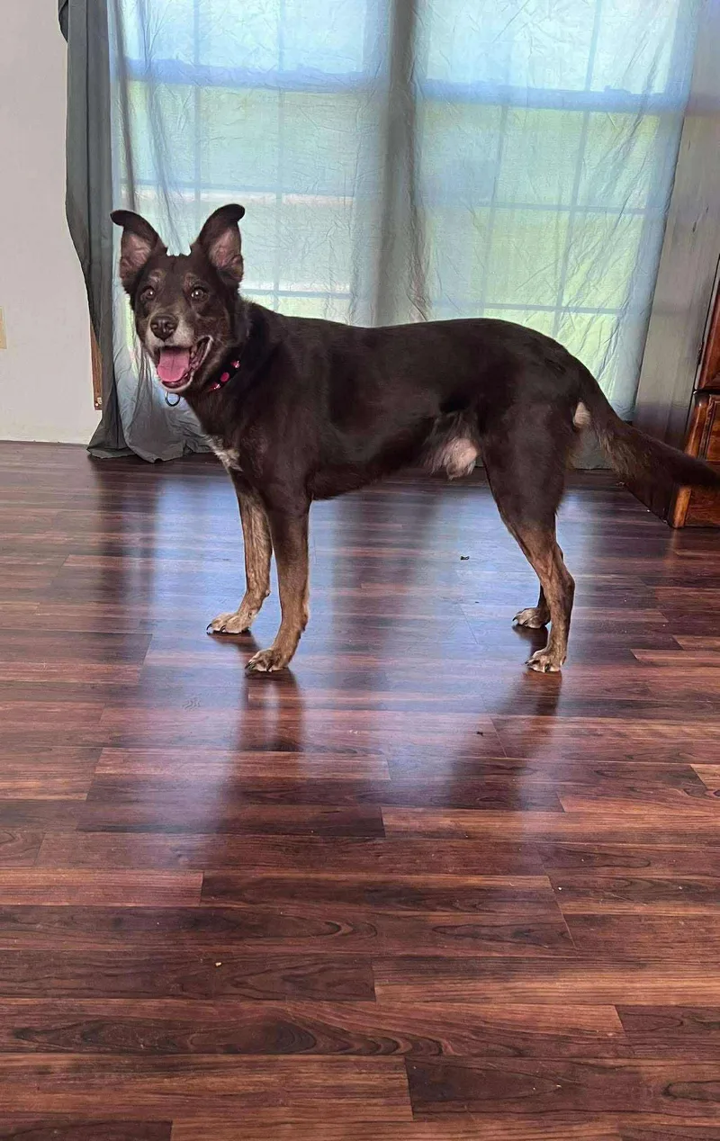 Charlie Brown thumbnail 5