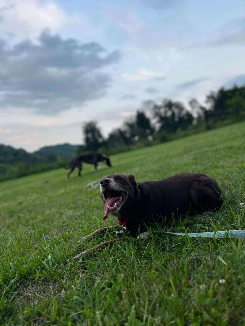 Charlie Brown thumbnail 6