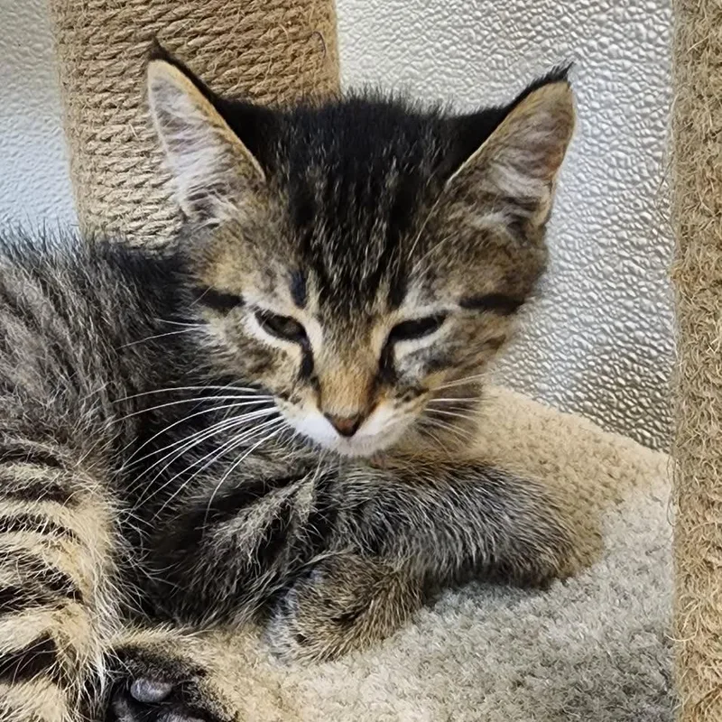 A baby small-sized male Brown / Chocolate Domestic Short Hair cat named Edgar Alan Poe for adoption in Shinnston, WV