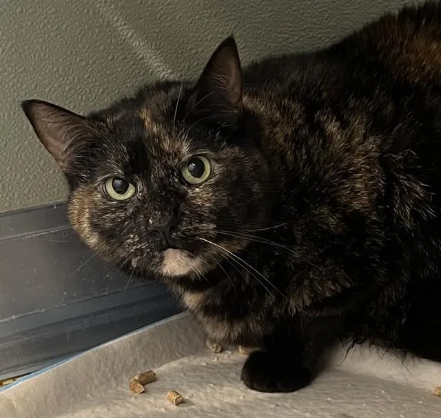 An adult small-sized female Domestic Short Hair cat named Iris for adoption in Westminster, MD