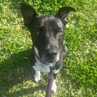 An adult medium-sized male Black Mixed Breed dog named Leo for adoption in Fernandina Beach, FL