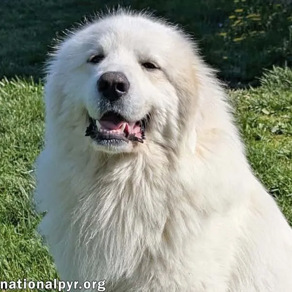A young large-sized male White / Cream Great Pyrenees dog named Clint In Oh  for adoption in Beacon, NY