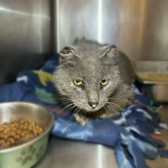 Flurry Heart thumbnail 2