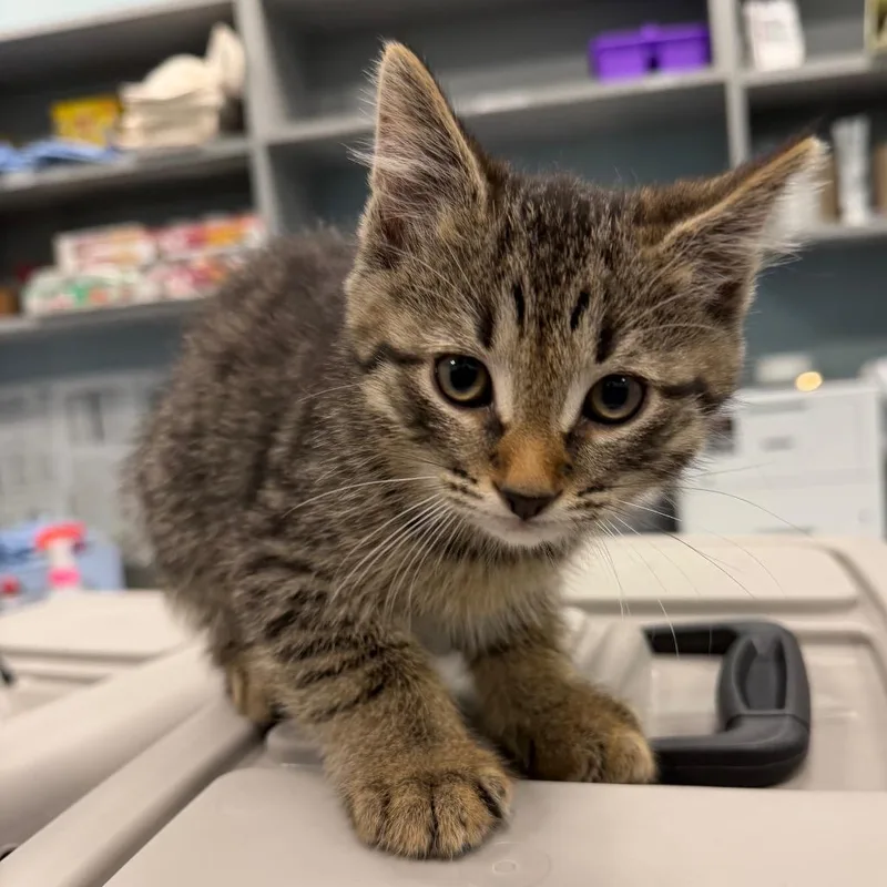 A baby small-sized male Brown / Chocolate Domestic Short Hair cat named U.s. Dollar for adoption in Greensboro, NC