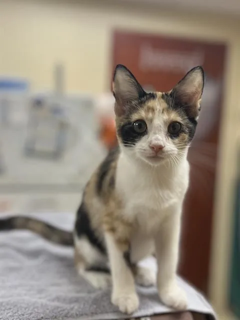 A baby small-sized female Domestic Short Hair cat named Maple for adoption in Aliquippa, PA