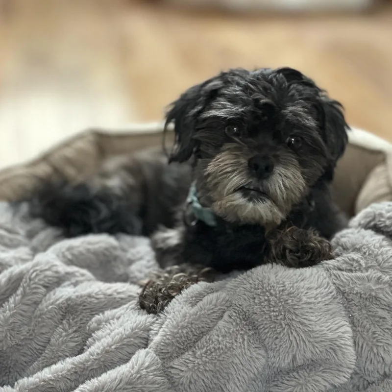 A senior small-sized male Black Shih Tzu dog named Lucky Star for adoption in Bradenton, FL