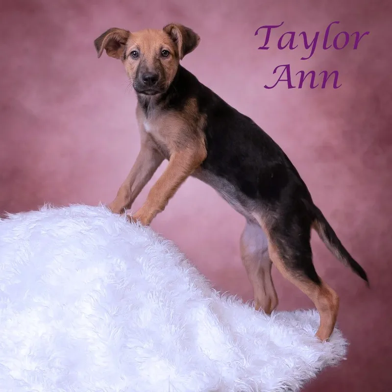 A baby small-sized female Brown / Chocolate Mixed Breed dog named Taylor Ann D for adoption in Lebanon, TN