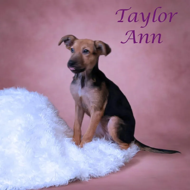 Taylor Ann D thumbnail 3