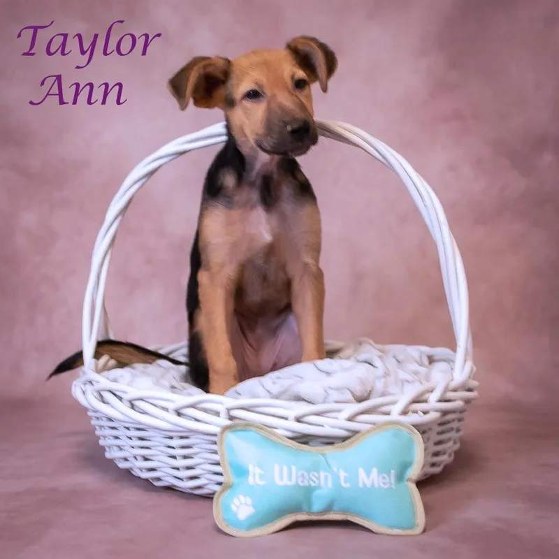 Taylor Ann D thumbnail 4