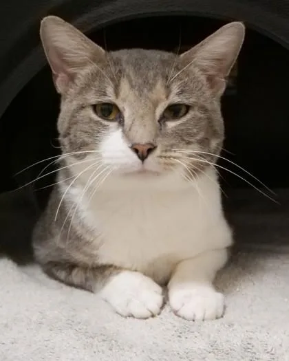 An adult medium-sized male Domestic Short Hair cat named LL Cool J for adoption in Fishers, IN
