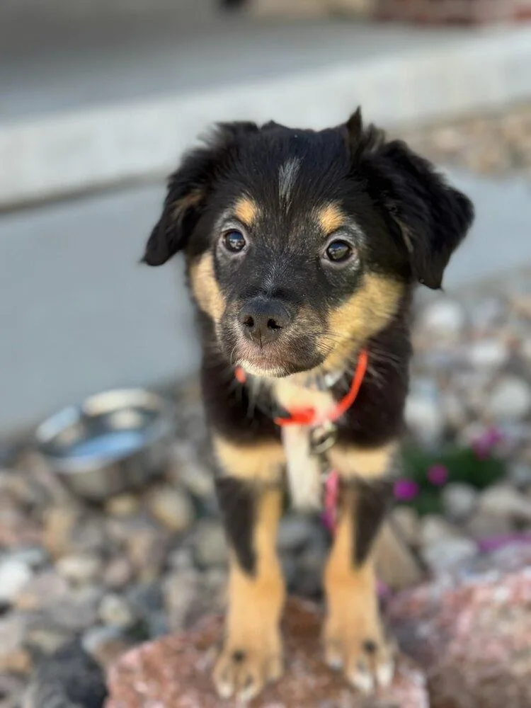 A young medium-sized male Australian Shepherd dog named Drover for adoption in Aurora, CO