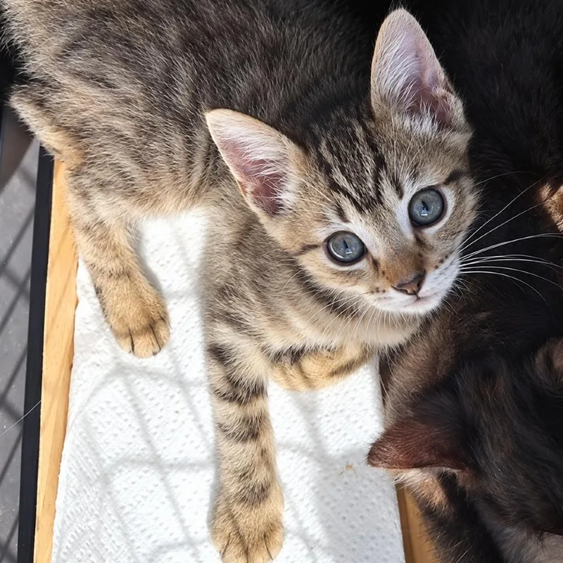 A baby small-sized female Brown / Chocolate Domestic Short Hair cat named Tara for adoption in Long Beach, CA