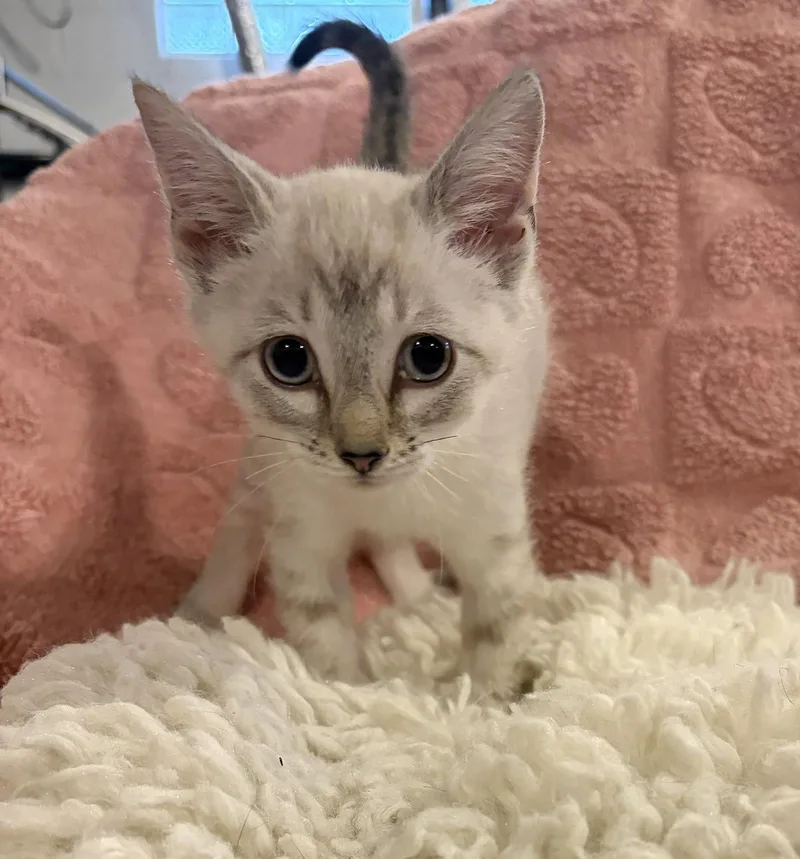 A baby medium-sized female Buff & White Domestic Short Hair cat named Chive for adoption in Rootstown, OH