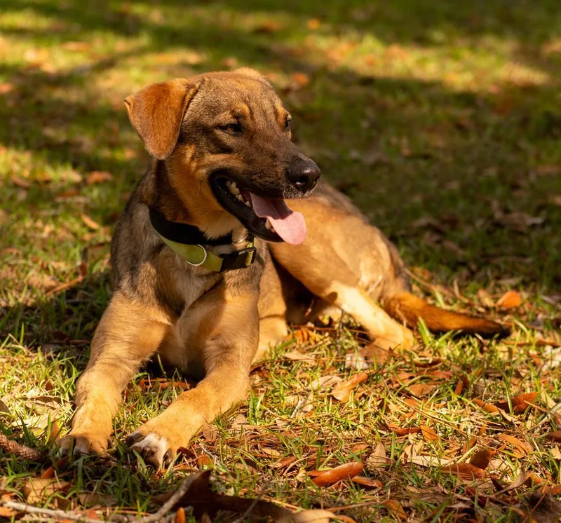 A young medium-sized male Tricolor (Brown, Black, & White) German Shepherd Dog dog named Sergio for adoption in Orlando, FL