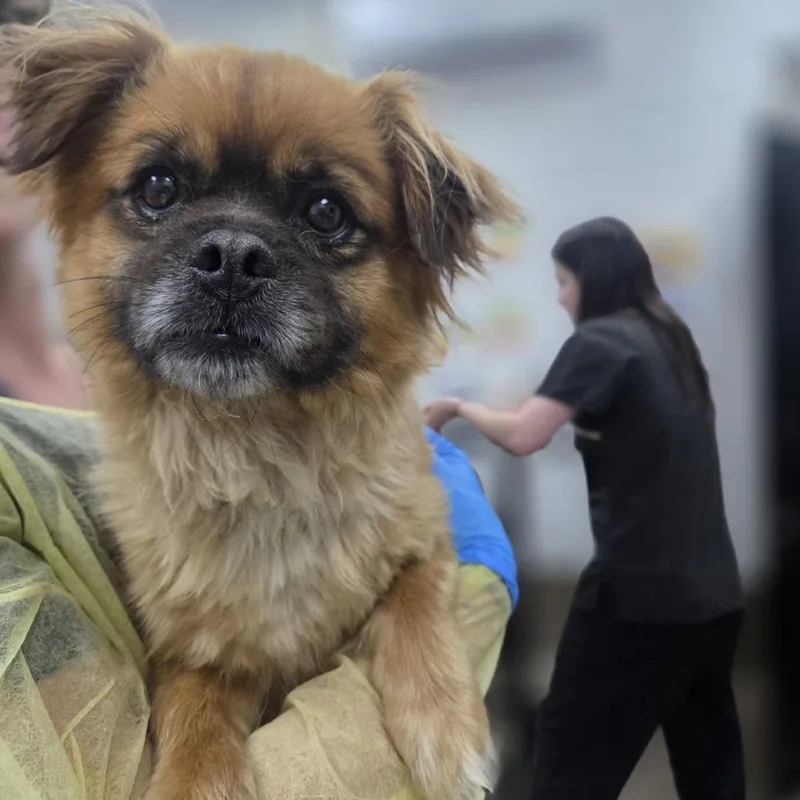 An adult small-sized male Yellow / Tan / Blond / Fawn Pekingese dog named Rabscuttle for adoption in Incline Village, NV
