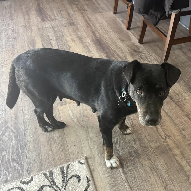An adult medium-sized female Black Mixed Breed dog named Sally for adoption in Columbia, SC