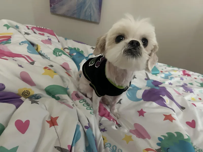 Trixie thumbnail 4